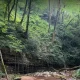 جنگل نزدیک آبشار آلوبن