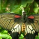گونه‌های نادر پروانه در باغ پروانه قونیه