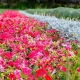 باغ گل‌های شیراز