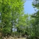 پارک جنگلی الیمالات نور در بهار