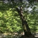 پیک نیک در پارک جنگلی اندارگلی