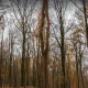 جنگل رویان در زمستان