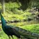 طاووس هندی در باغ پرندگان بالی