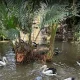 مرغابی های باغ پرندگان بالی