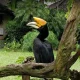 حیوانات باغ پرندگان بالی