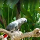 گونه کاسکو در باغ پرندگان بالی