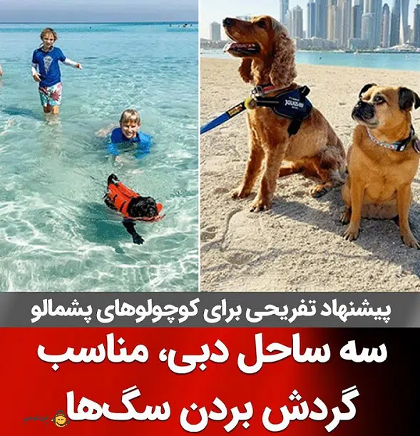 3 ساحل دبی برای ورود سگ و گربه