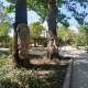 مجسمه‌های چوبی پارک گلها همدان