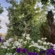 گل‌های زینتی در پارک گلها همدان