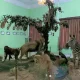 حیوانات تاکسیدرمی شده در موزه هفت چنار