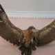 پرندگان تاکسیدرمی شده موزه هفت چنار