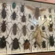 بخش حشرات تاکسیدرمی شده موزه هفت چنار
