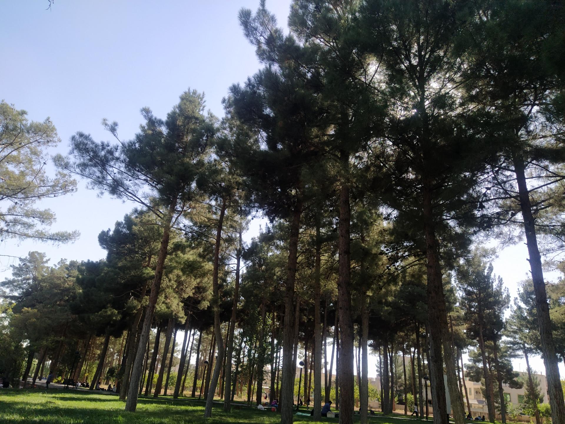 Mahalat Forest Park(پارک جنگلی محلات)