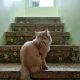 موزه‌ گربه ایرانی