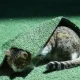 گربه های موزه‌ گربه ایرانی