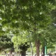 درختان زیبای پارک سپهر شهرک غرب