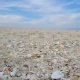 صدف‌های ساحل شیدور