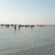 شنا در ساحل دیلم