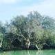 جنگل مانگرو در تالاب خورخوران بندر خمیر