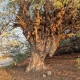 درخت انجیر معابد جزیره لاوان