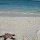 ستاره دریایی در جزیره لاوان