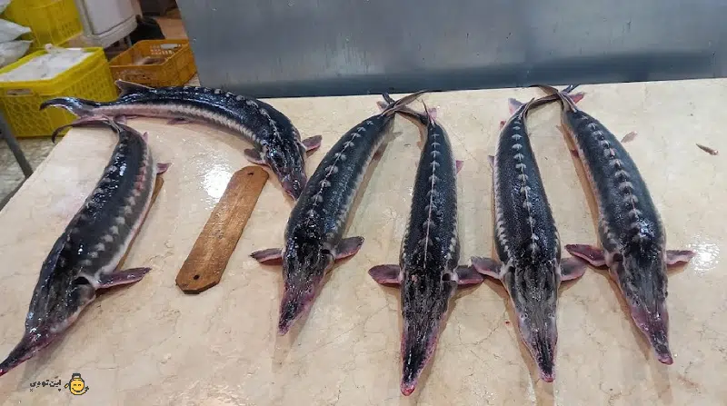 بازار ماهی شهرداری رویان