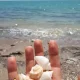صدف‌های ساحل صدف بندر لنگه