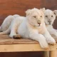 شیر سفید باغ وحش گهر پارک