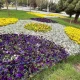 گل های زینتی پارک حجاب مشهد در فصل بهار