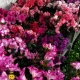 خرید گل لاله و رز از بازار گل مشهد