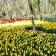 عکس جشنواره لاله های باغ ایرانی