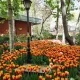 انواع گل های لاله در باغ ایرانی