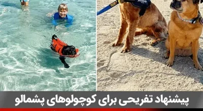 3 ساحل دبی برای ورود سگ و گربه