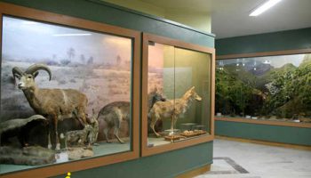 موزه تنوع زیستی آبادان