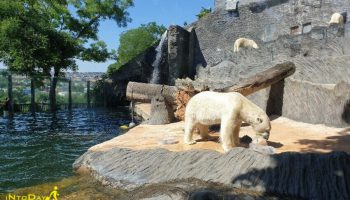 خرس قطبی در باغ وحش پراگ