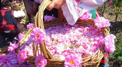 تاریخ جشنواره گلاب گیری کاشان، قمصر و مناطق اطراف