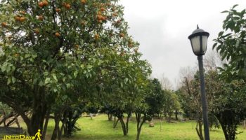 باغ نارنج لاهیجان