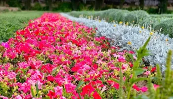 باغ گل‌های شیراز