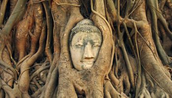 تندیس بودای درختی معبد ماهاتات آیوتایا